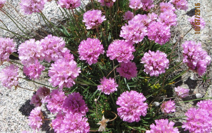 Location de vacances - Appartement à Luz-Saint-Sauveur - Armérie