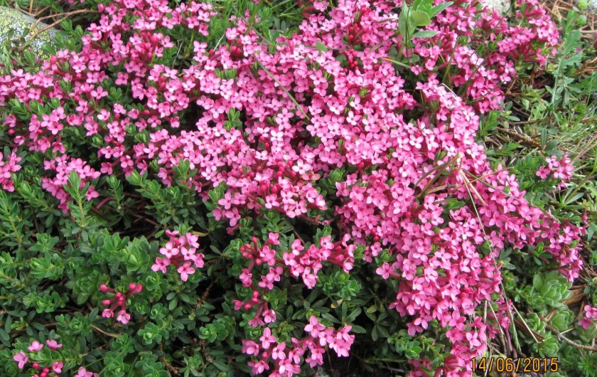 Location de vacances - Appartement à Luz-Saint-Sauveur - Daphnée