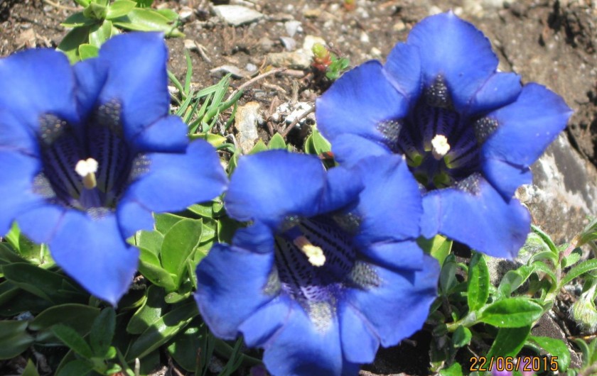 Location de vacances - Appartement à Luz-Saint-Sauveur - Gentiane