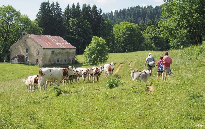 Location de vacances - Chalet à La Pesse - Randonné pédestre au milieu des vaches