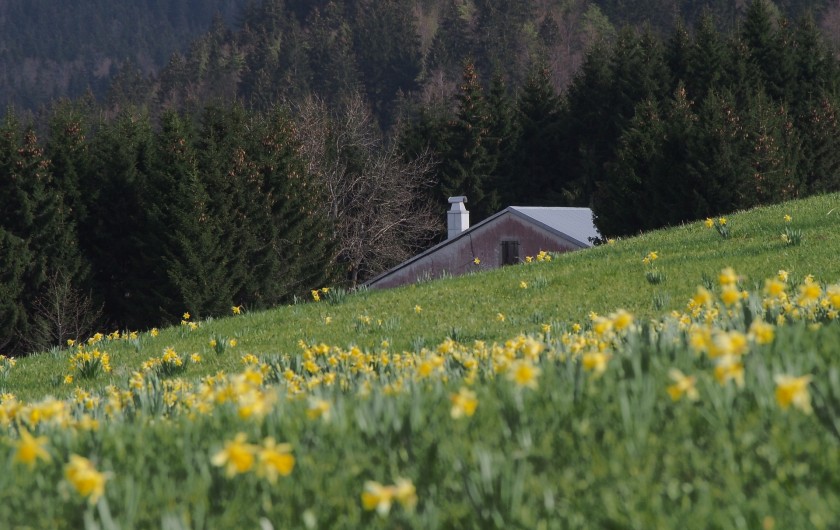 Location de vacances - Chalet à La Pesse - Une magnifique nature printanière