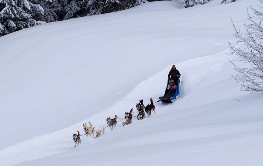 Location de vacances - Chalet à La Pesse - Ballade à  chien de traîneau