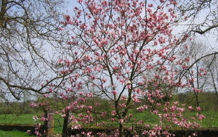 Location de vacances - Chambre d'hôtes à Cenans - Cette année, le magnolia est magnifique !