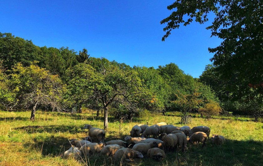 Location de vacances - Gîte à Bœrsch