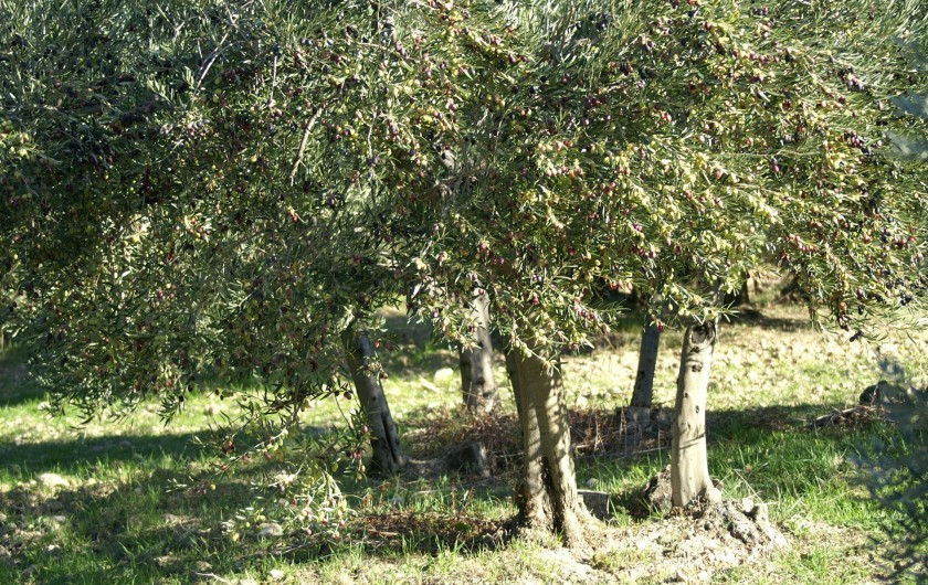 Location de vacances - Villa à Aureille - Oliviers des Alpilles