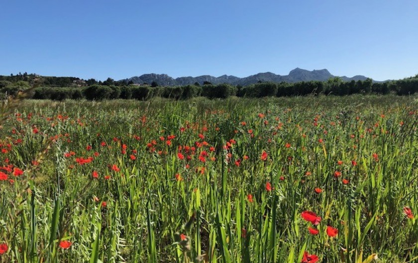 Location de vacances - Villa à Aureille - Alpilles