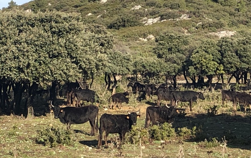 Location de vacances - Villa à Aureille - Alpilles