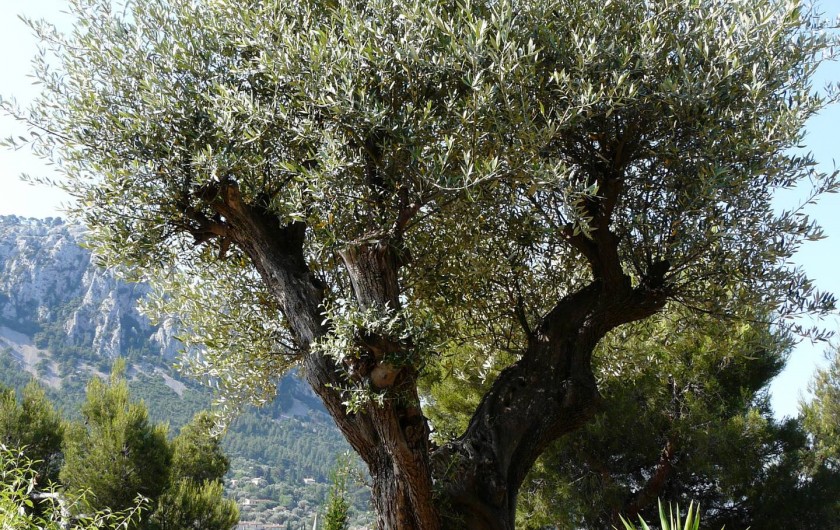 Location de vacances - Studio à Toulon