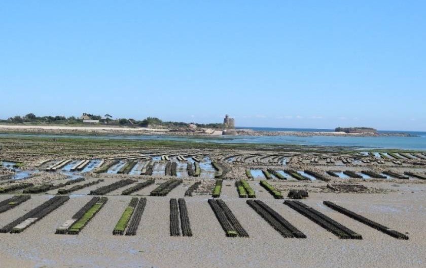 Location de vacances - Appartement à Saint-Vaast-la-Hougue