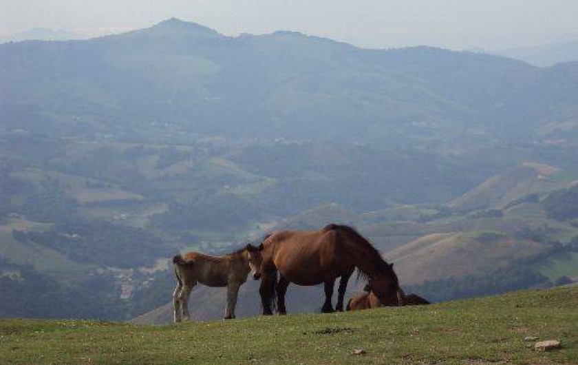 Location de vacances - Villa à Bidarray