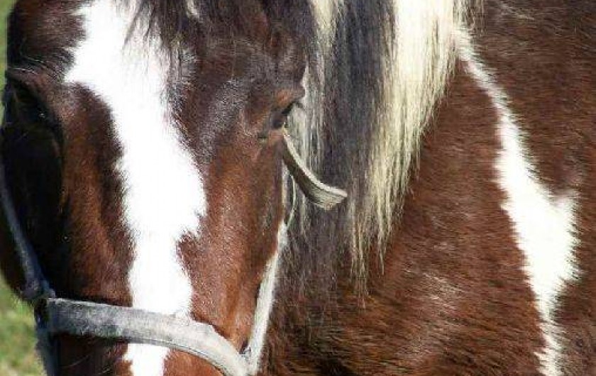 Location de vacances - Gîte à Lasalle