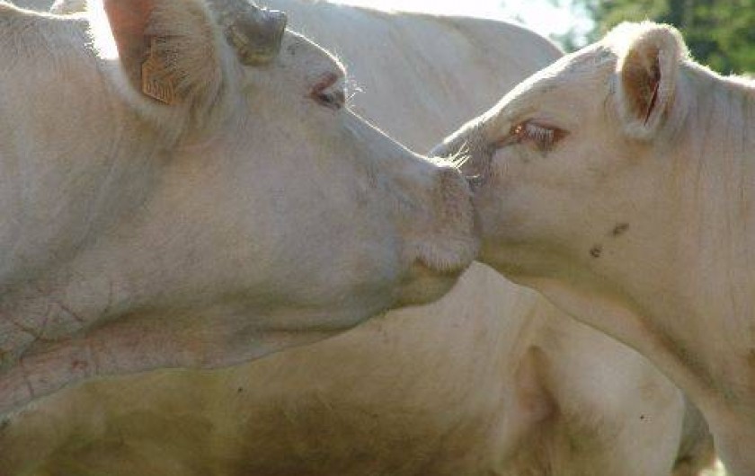 Location de vacances - Gîte à Teilhet