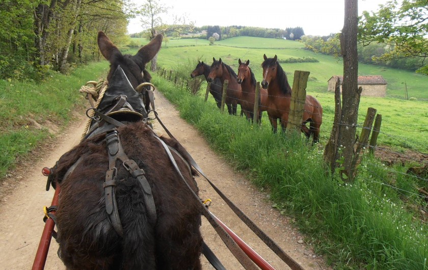 Location de vacances - Gîte à Chirassimont - Balade avec Grêlon