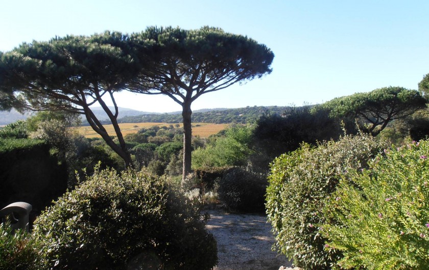 Location de vacances - Chambre d'hôtes à Ramatuelle - Vue Jardin et vignes