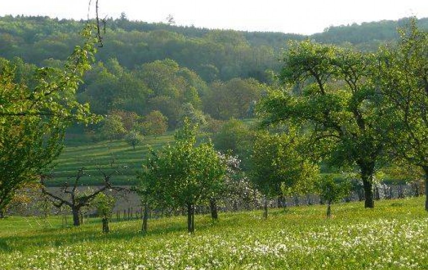 Location de vacances - Gîte à Raedersdorf