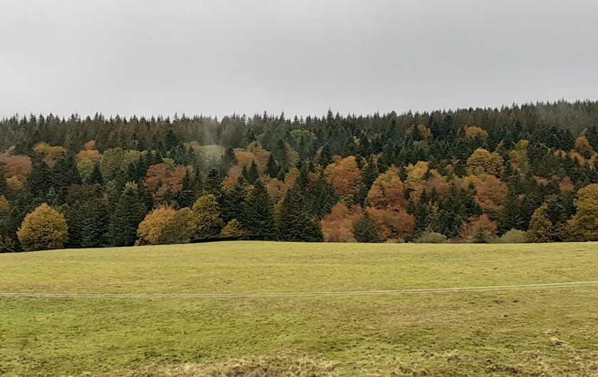 Location de vacances - Appartement à Chastreix - COULEUR AUTOMNALE DANS LA RESERVE DE CHASTREIX
