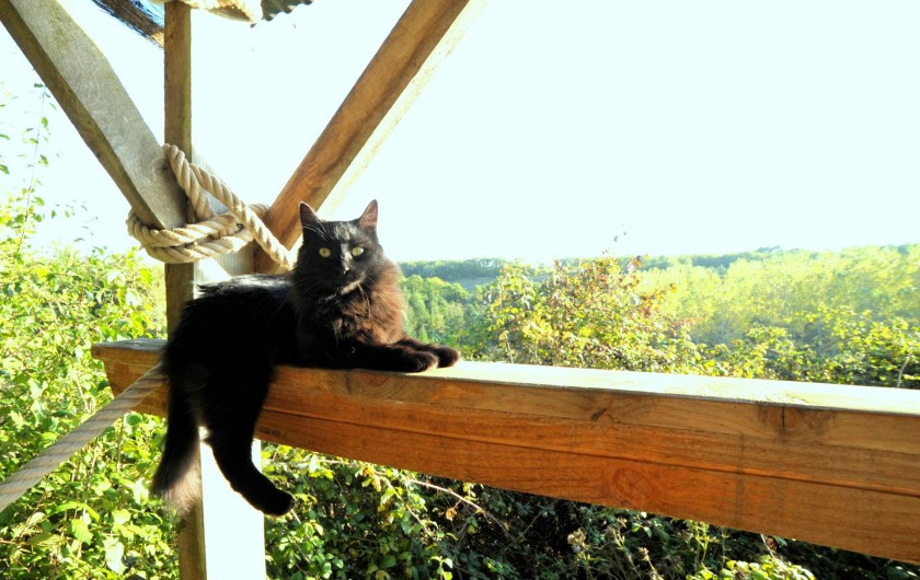 Location de vacances - Gîte à Lamaguère