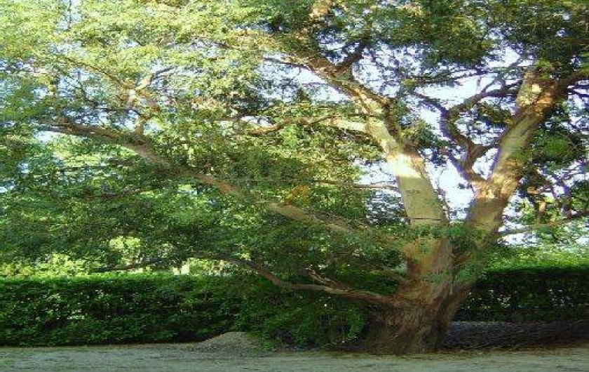 Location de vacances - Appartement à Sauveterre