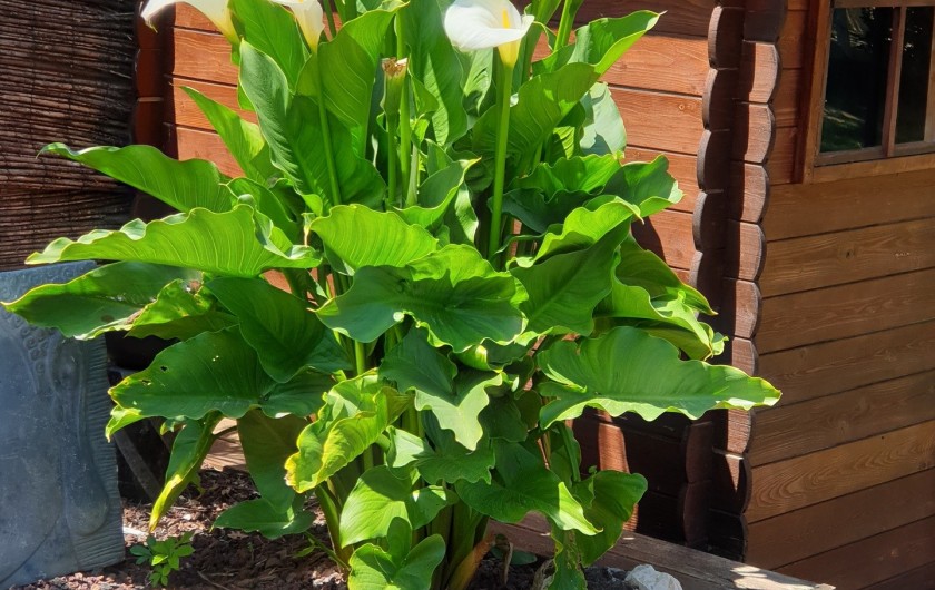 Location de vacances - Studio à La Tour-d'Aigues