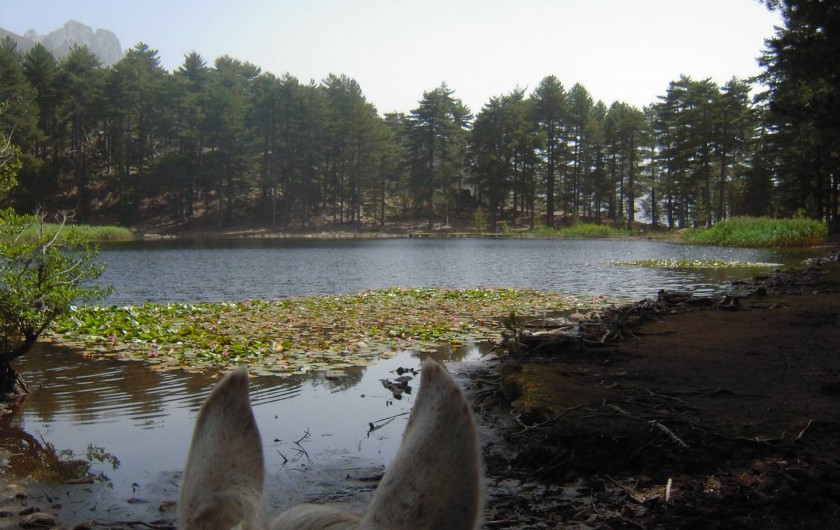 Location de vacances - Chalet à Orto - randonnée à dos d'âne, poney, cheval