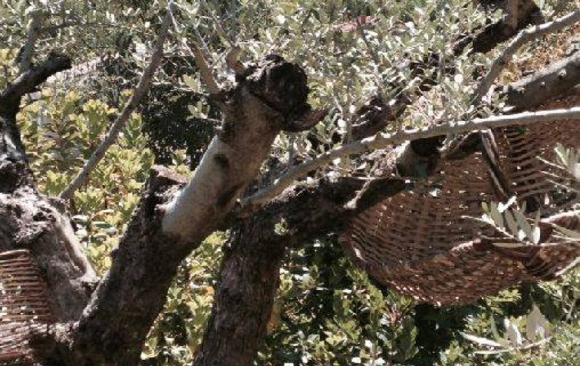 Location de vacances - Villa à Ucciani