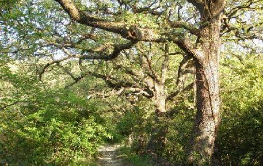Location de vacances - Camping à Saint-Paul-Trois-Châteaux