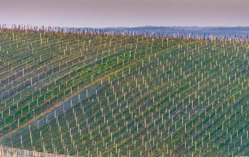 Location de vacances - Maison - Villa à Langoiran