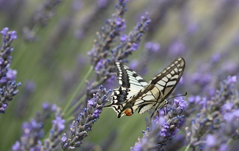Location de vacances - Camping à Veyrines-de-Domme