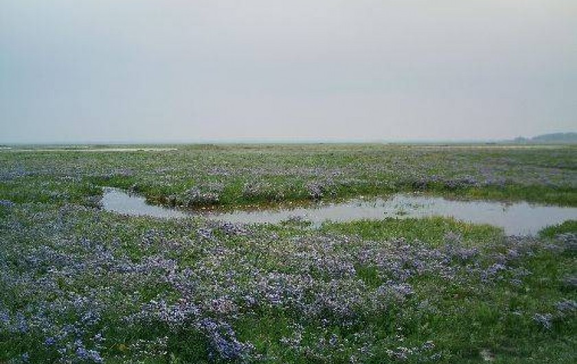 Location de vacances - Appartement à Cayeux-sur-Mer