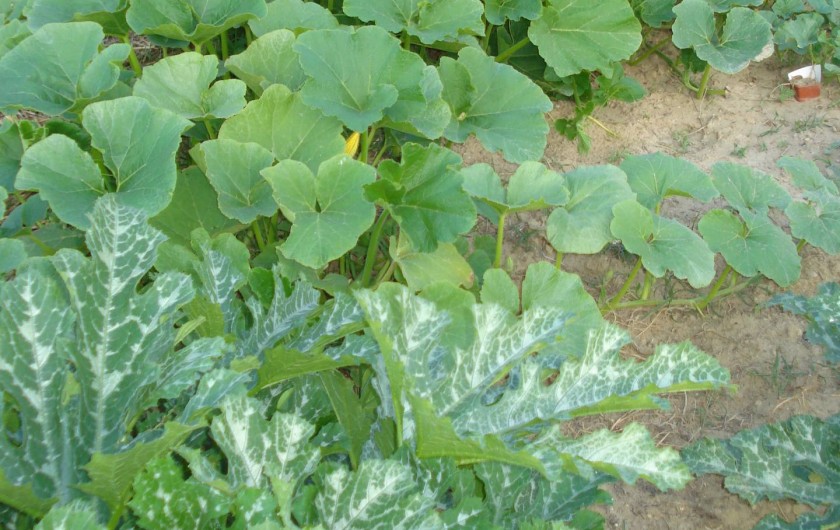 Location de vacances - Gîte à Saint-Martin-d'Août