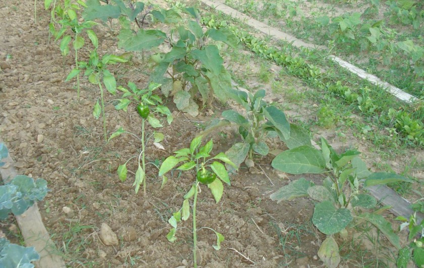 Location de vacances - Gîte à Saint-Martin-d'Août
