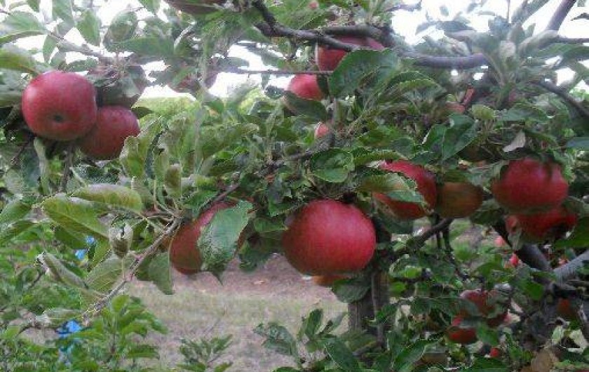 Location de vacances - Gîte à Balbronn