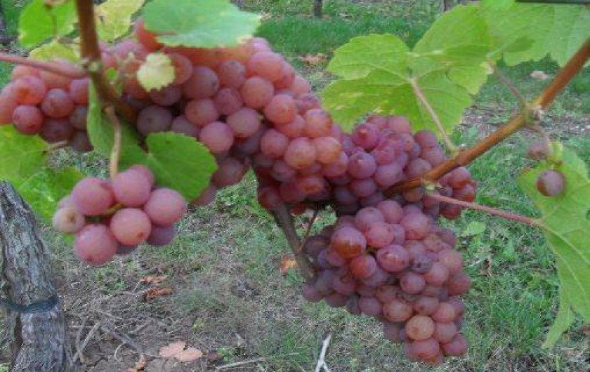 Location de vacances - Gîte à Balbronn