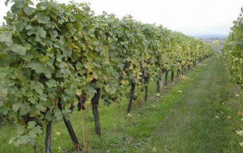 Location de vacances - Gîte à Balbronn