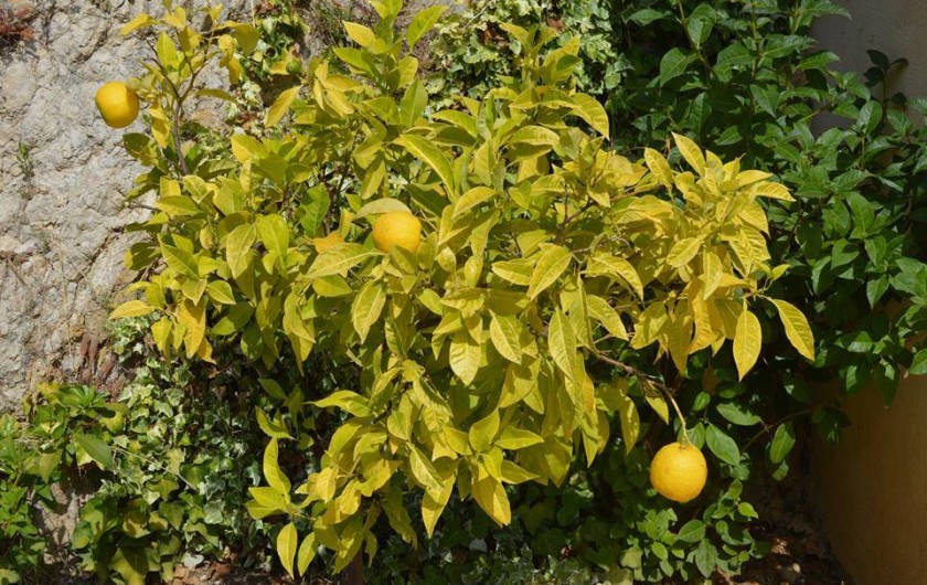 Location de vacances - Mas à Toulon