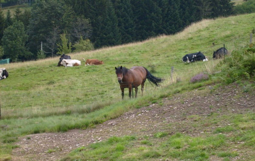 Location de vacances - Chalet à Saint-Maurice-sur-Moselle - Nos Voisins les Chevaux dans leur pature