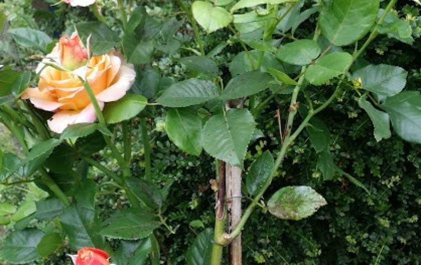 Location de vacances - Maison - Villa à Rives-du-Loir-en-Anjou - LE TEMPS DES ROSES