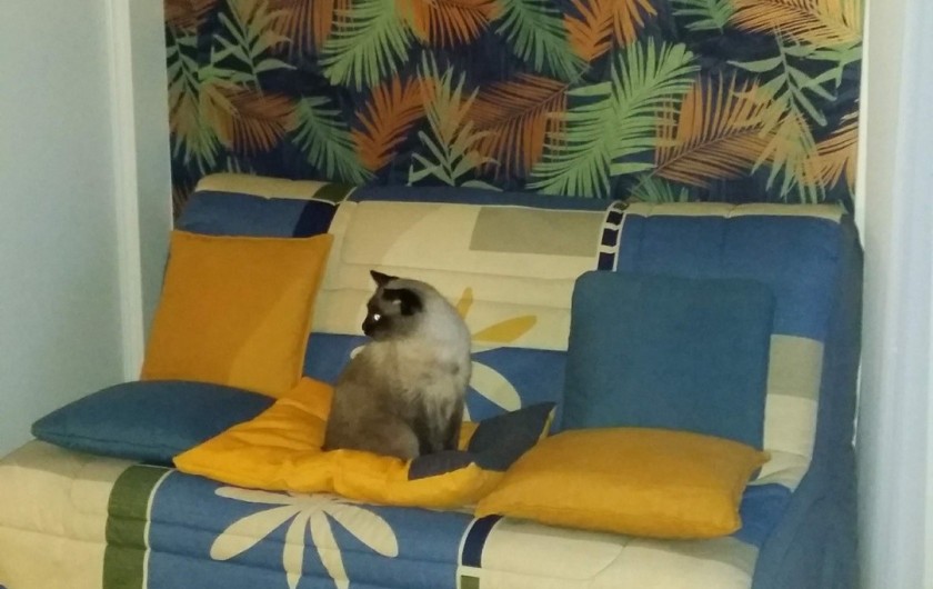 Location de vacances - Maison - Villa à Rives-du-Loir-en-Anjou - MON SIAMOIS DANS LE SALON