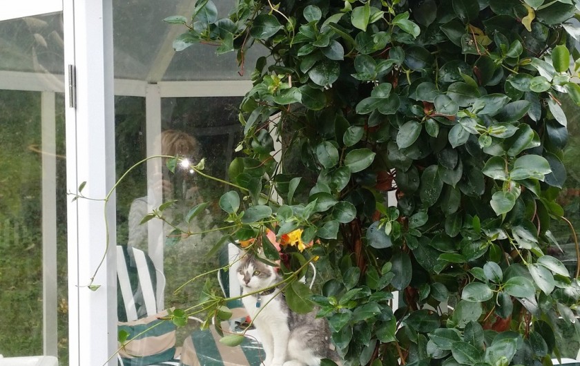 Location de vacances - Maison - Villa à Rives-du-Loir-en-Anjou - INTERIEUR DU KIOSQUE EN VERRE