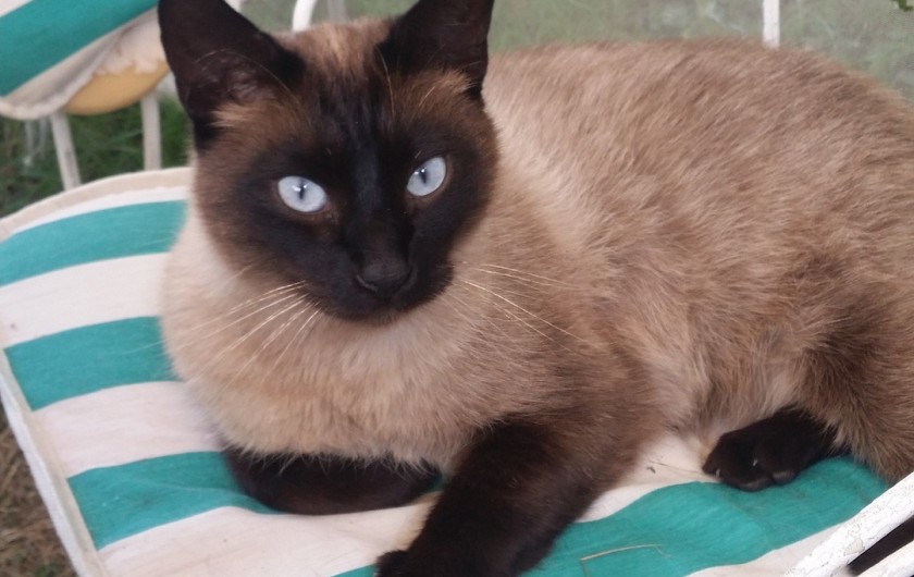 Location de vacances - Maison - Villa à Rives-du-Loir-en-Anjou - MON BEAU SIAMOIS