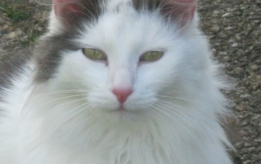 Location de vacances - Maison - Villa à Rives-du-Loir-en-Anjou - MON "BANDIT" COQUIN