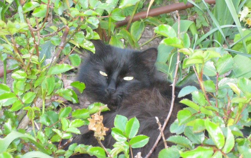 Location de vacances - Maison - Villa à Rives-du-Loir-en-Anjou - LA FAROUCHE "PUPUCE"