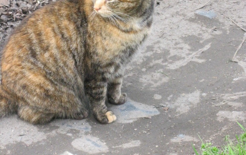 Location de vacances - Maison - Villa à Rives-du-Loir-en-Anjou - LEA AUX 3 COULEURS