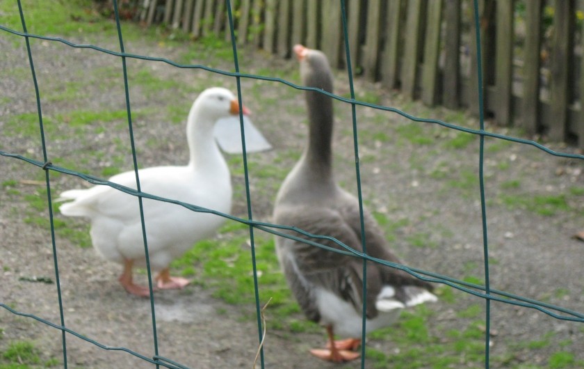 Location de vacances - Maison - Villa à Rives-du-Loir-en-Anjou - LES GARDIENS DE LA MAISON