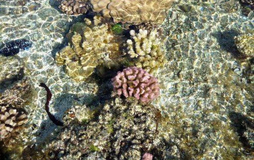 Location de vacances - Bungalow - Mobilhome à Uturoa - JARDIN DE CORAIL