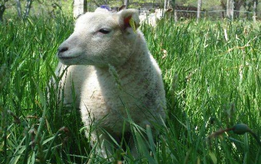 Location de vacances - Maison - Villa à Provenchère