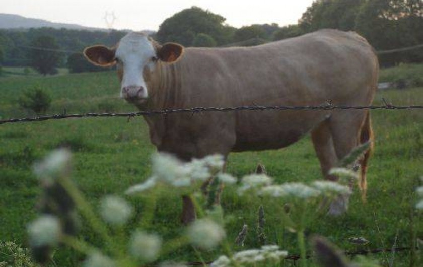 Location de vacances - Maison - Villa à Provenchère