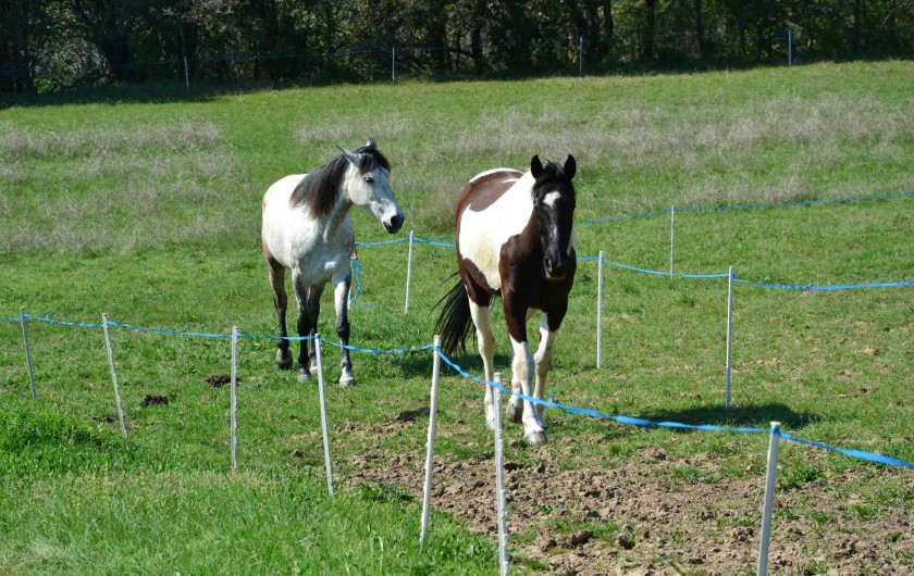 Location de vacances - Appartement à Le Teil - Nos chevaux situés a 300 m de la maison.