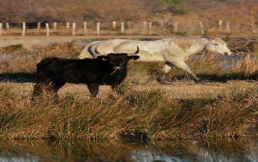 Location de vacances - Appartement à Saintes-Maries-de-la-Mer