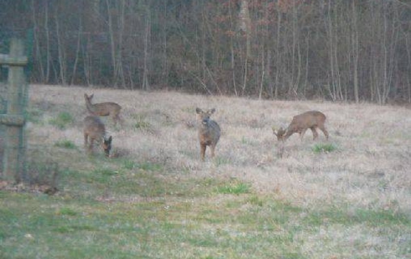Location de vacances - Gîte à Mesland